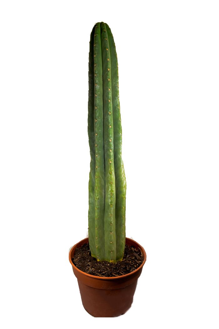 Trichocereus Pachanoi - San Pedro Cactus (in aarde) 30cm +